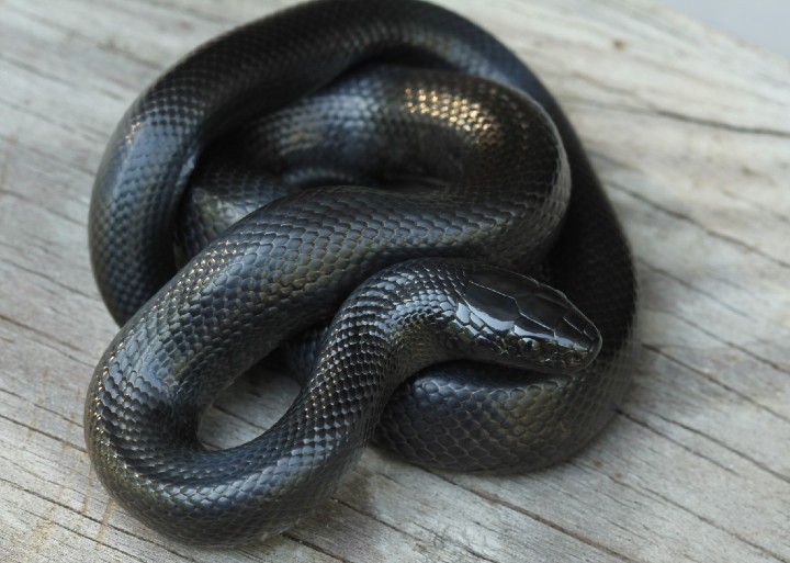 Mexican Black Kingsnake